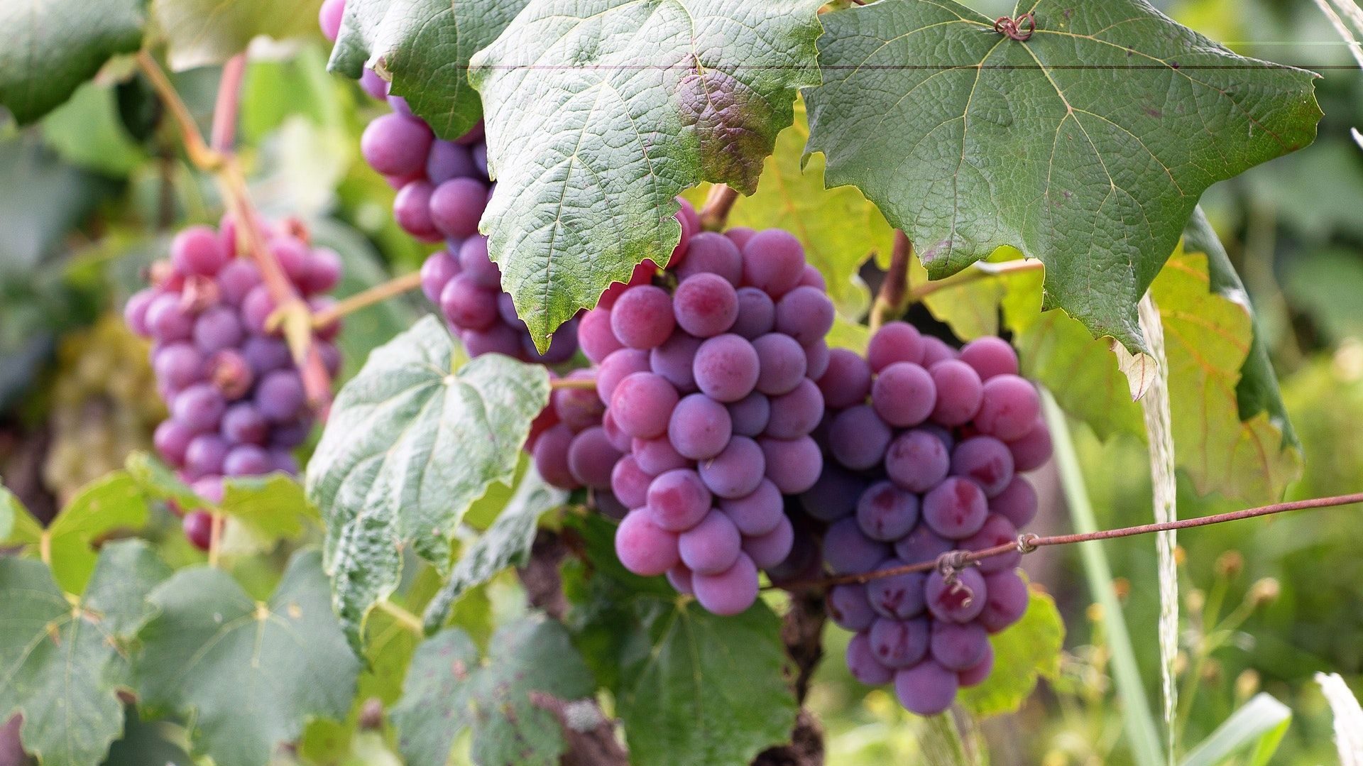 A szőlők ültetése, nevelése